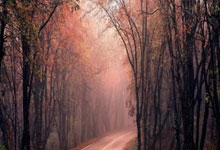 葡萄牙杯冠军意味着什么？它的历史与当下有哪些看点？